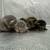 Scottish fold and scottish straight kittens 3 thumbnail