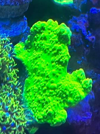 Bright green sps coral frag 1