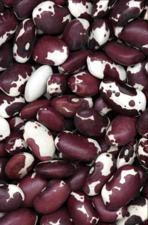 Anasazi beans 1
