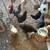 flock of chickens 3 thumbnail