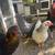 Roosters 11 thumbnail
