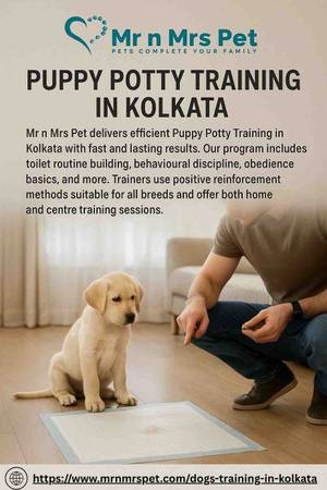 Puppy Potty Training in Kolkata 1