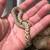 Hognose snakes for rehoming 5 thumbnail