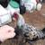 leige fighter chicks aka Belgian giant 8 thumbnail