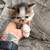 Persian kittens 1 thumbnail