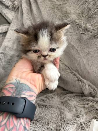 Persian kittens 1