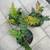 Native Plant: Cascade Oregon Grape (Mahonia Nerviosa) 2 thumbnail