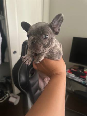 Frenchie puppy63867198082689122