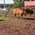 Cheap cows 10 thumbnail