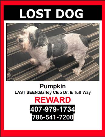 LOST PET - White & Black /  Maltese Mixed / Male - $$ Reward $$ 1