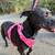KATY'S Ready to Bloom With Your LOVE! Adopt Katy! 5 years old 3 thumbnail
