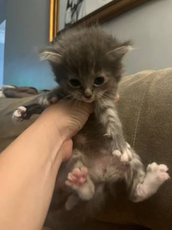 Kittens (Los Angeles)63829967155329122