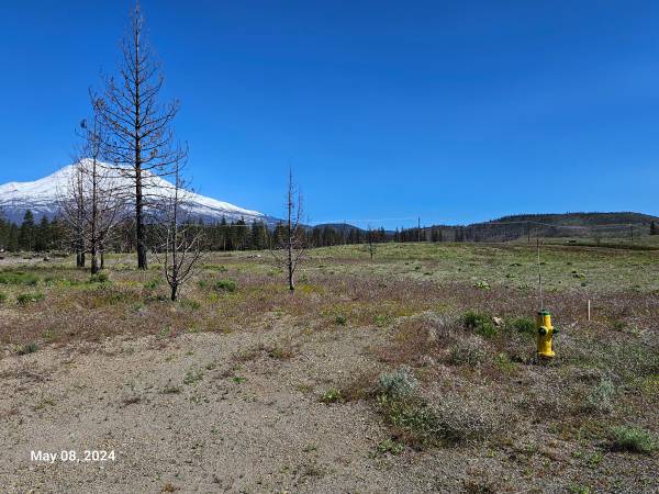 $6,500 Lot 113 on Buffalo in Lake Shastina at the end of a cul-de-sac (Lake Shastina)63678201417601120