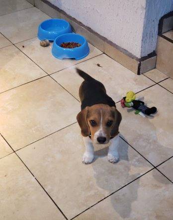 --Cachorro de beagle disponible-- (530 2Six7 3886)