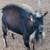 Pygmy buck 2 thumbnail