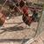 Rir roosters 2 thumbnail