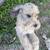 Aussiedoodle 2 thumbnail