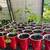 Moringa 3 thumbnail