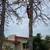 Antonio Tree Service Omaha 16 thumbnail