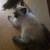Kittens 1 thumbnail