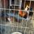 Hens and Rooster 9 thumbnail