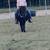 Gentle Miniature Pony 5 thumbnail
