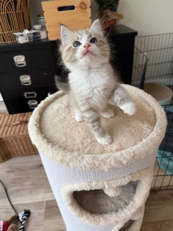 Ragdoll Kittens (san diego)63955847642242122
