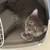 Need to rehome these blue Russian cats 3 thumbnail