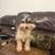 Terrier 2 thumbnail