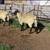 HAMPSHIRE/SUFFOLK YEARLING RAMS 13 thumbnail