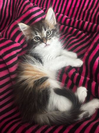 Kittens de raza pura de gato bosquero noruego – de 7 semanas, ¡dulces y esponjosos! (Lancaster)