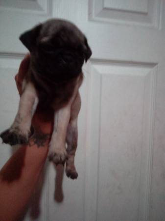 Full blooded pugs 1