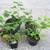 Perennial Potted Plants from my Homestead Gardens 3 thumbnail