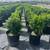 Boxwood Flash Sale 3 thumbnail
