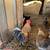 Laying Hens 7 thumbnail