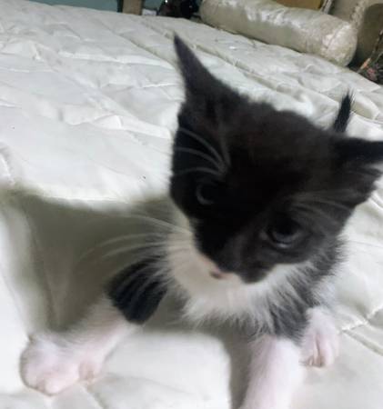 Rehoming Kitten (Phoenix)63975637565443123