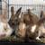 Bunnies! 1 thumbnail