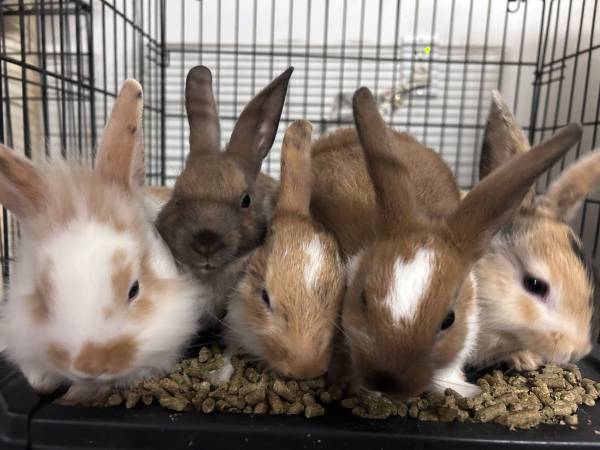 Bunnies! 1
