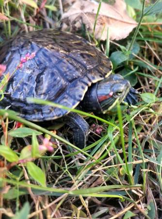 Rehoming Turtle (Brookline)63997446553474121