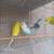 Parakeets 2 thumbnail