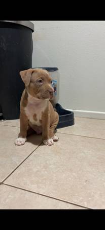 Hermoso cachorro de Pitbull de 9 semanas