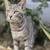 Matcha the tabby cat 4 thumbnail