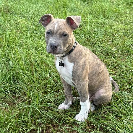 Cachorro Pitbull perdido, ¡por favor ayude! (Los Ángeles)63423574285571121