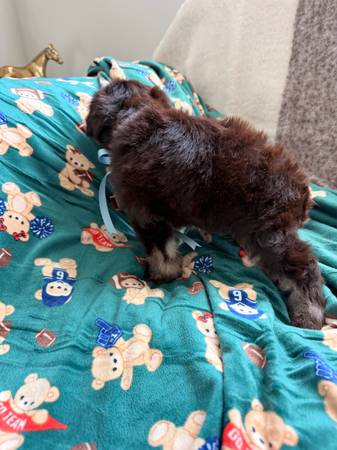 Schnauzers en miniatura606240702160578568