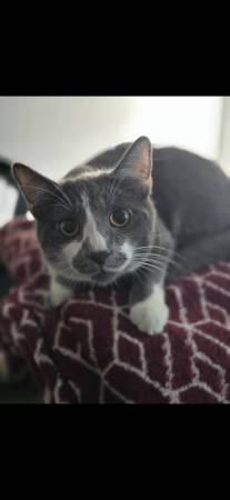 Gatito joven amigable y adorable (Cleveland/Lakewood)63686604996483122