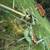 John Deere Tedder 1 thumbnail
