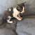 Kitten to good home 8 thumbnail