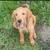 Three months old Labradoodle 5 thumbnail