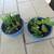 Pair Of Blue Garden Pots With Succulents 2 thumbnail