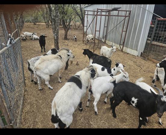 Fainting Goats 1